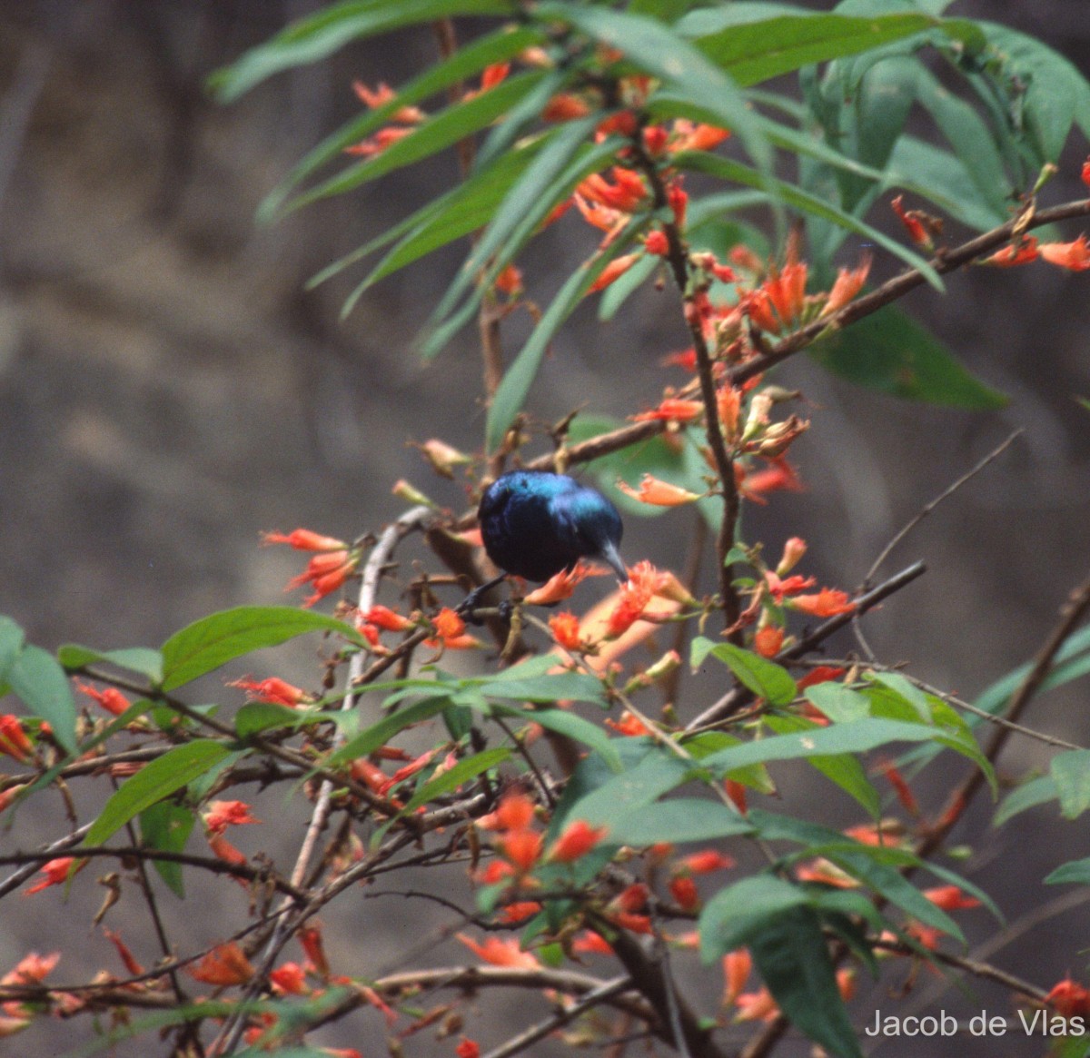 Woodfordia fruticosa (L.) Kurz